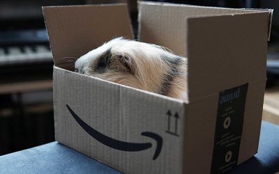 guinea-pig-5977807_1280