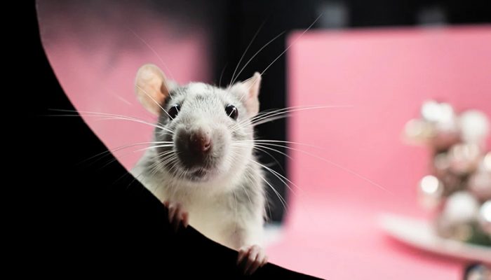 rat-7713508_1280