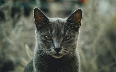 river-fx-R9F2Um5FsSY-unsplash