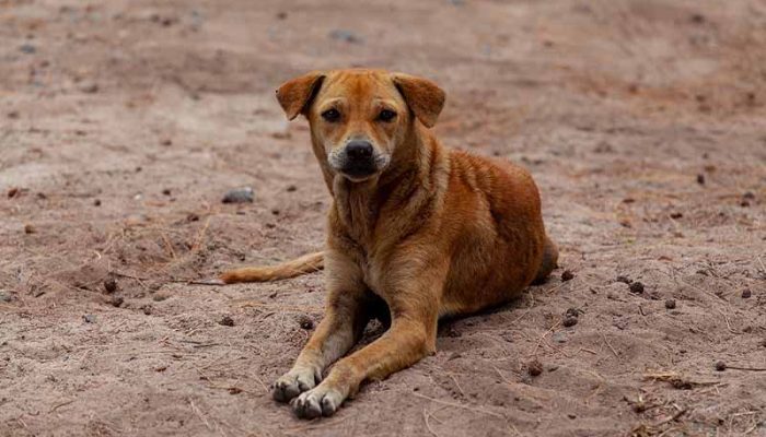 stray-dog-on-beach-4508243_1280