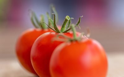tomatoes-7386111_1280
