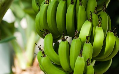 bananas-3528314_1280