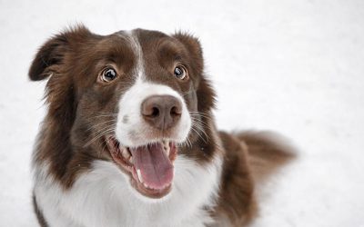 border-collie-4449956_1280