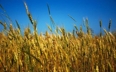 senpai-oinua-1kKXKmcEtiA-unsplash