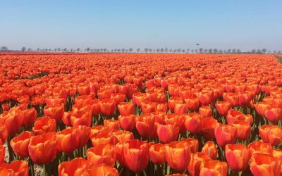 andres-bartelsman-3m6AfJwCkgI-unsplash