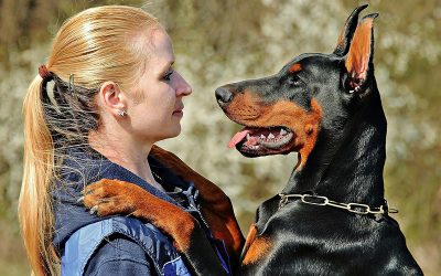 doberman-3112893_1280