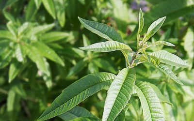 lemon-verbena-74350_1280