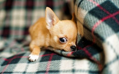 chihuahua-puppy-958203_1280