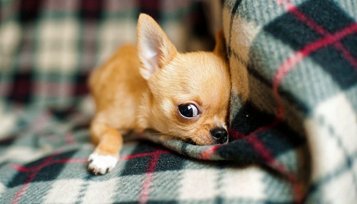 chihuahua-puppy-958203_1280