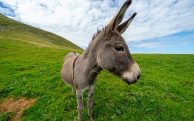 dimitri-photography-L7-ork5nKnk-unsplash