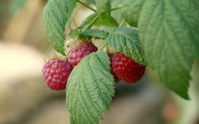 maria-hossmar-GQWCrOq75iQ-unsplash