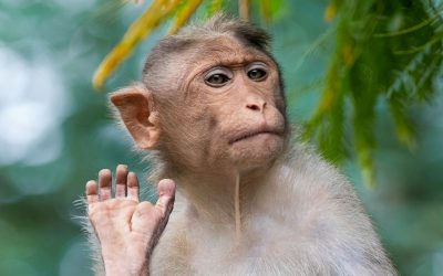 syed-ahmad-yXTr6XeJDV8-unsplash