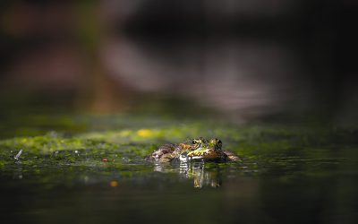 frog-4208203_1280