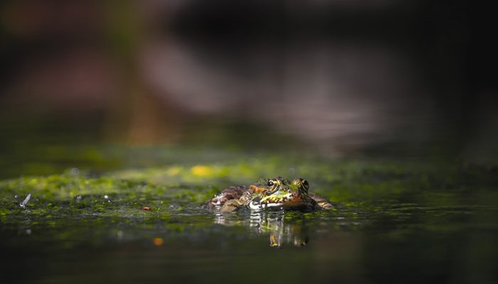 frog-4208203_1280