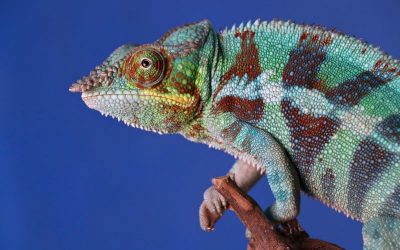 pierre-bamin-EzSD1s9-OSo-unsplash