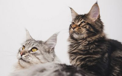 maine-coon-7954384_1280