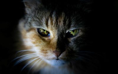 tatyana-eremina-cQDu1G6lmRM-unsplash