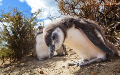 penguin