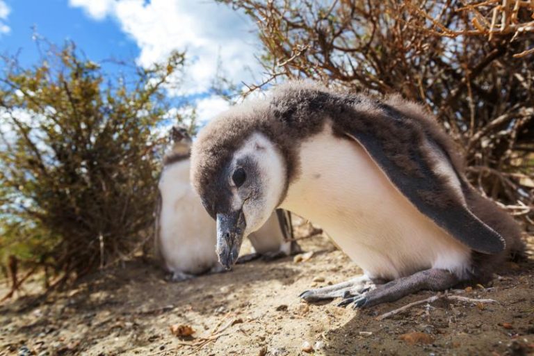 penguin