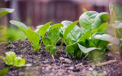 green-2565925_960_720