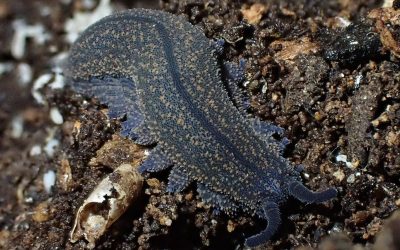 velwet worm