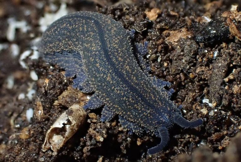 velwet worm