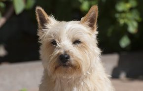 cairn-terrier-5200617_1280