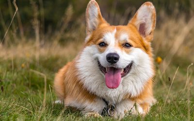 corgi-6705821_1280