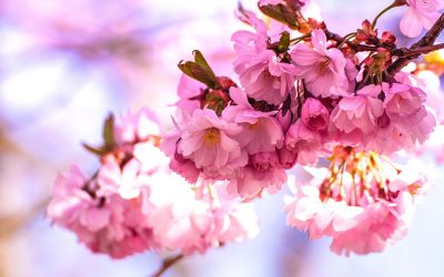 japanese-cherry-blossom-1835900_1280
