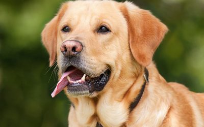 labrador-retriever-1210559_1280