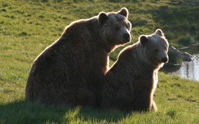 brown-bears-3554668_1280