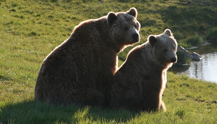 brown-bears-3554668_1280