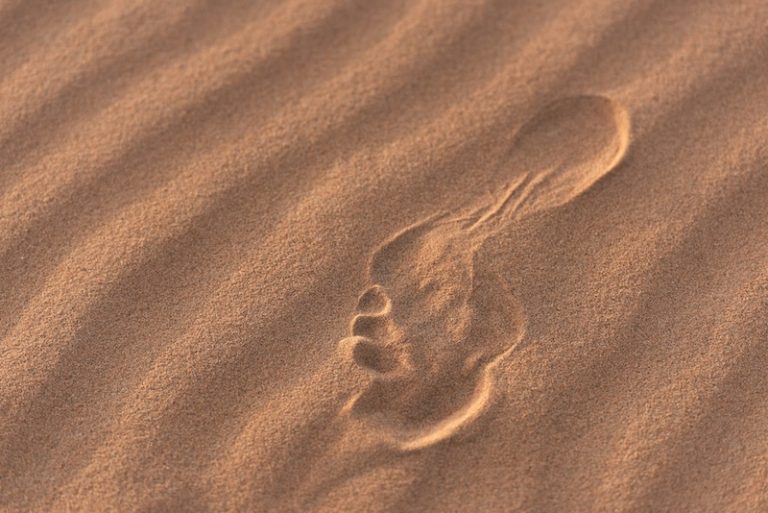 jf-martin-uDAi4rri368-unsplash