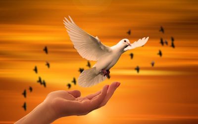 dove-3426159_1280