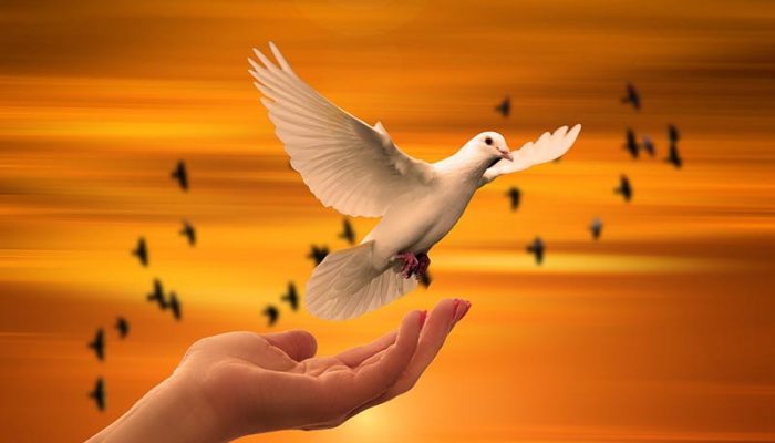 dove-3426159_1280