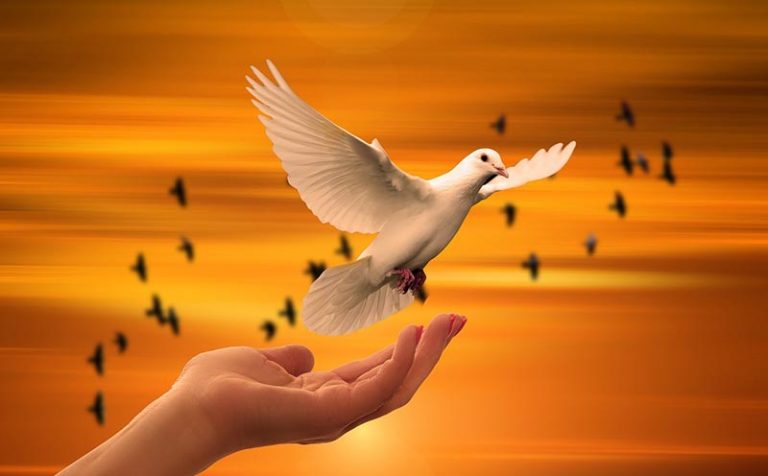 dove-3426159_1280