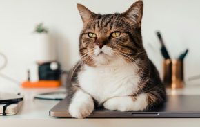 sam-grozyan-hQPoYovqWR0-unsplash