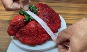 giant strawberry