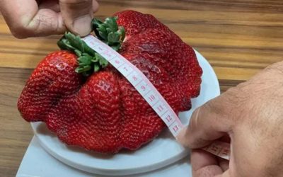 giant strawberry