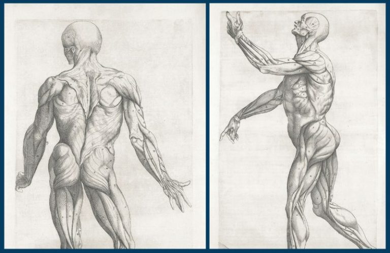 muscles ekorche