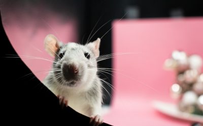 nikolett-emmert-73rNPikkaqY-unsplash