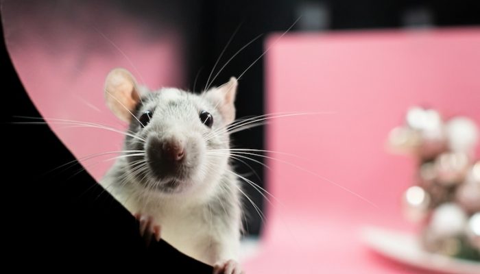 nikolett-emmert-73rNPikkaqY-unsplash