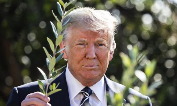 trump with olive branch
