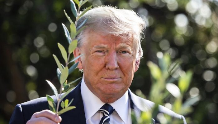 trump with olive branch