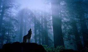 yaponia kultura volka