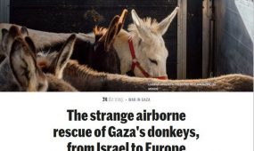 donkey cid in gaza