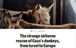 donkey cid in gaza