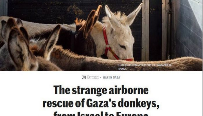 donkey cid in gaza