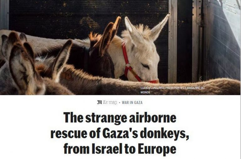 donkey cid in gaza