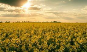 pascal-van-de-vendel-JPcSgj9yIuI-unsplash